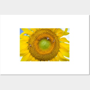 Sunflower Closeup Posters and Art